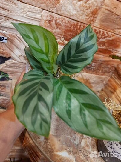 Калатеи в миксе