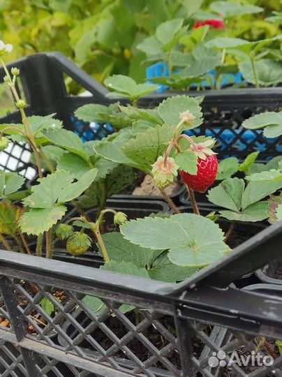 Клубника ремонтантная