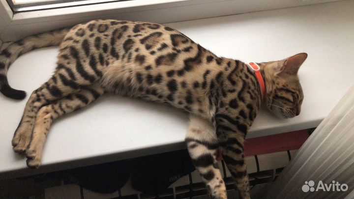 Бенгальский кот вязка
