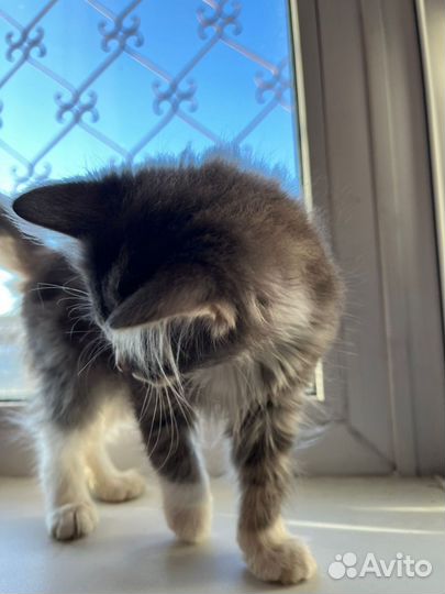 Отдам кота в добрые руки
