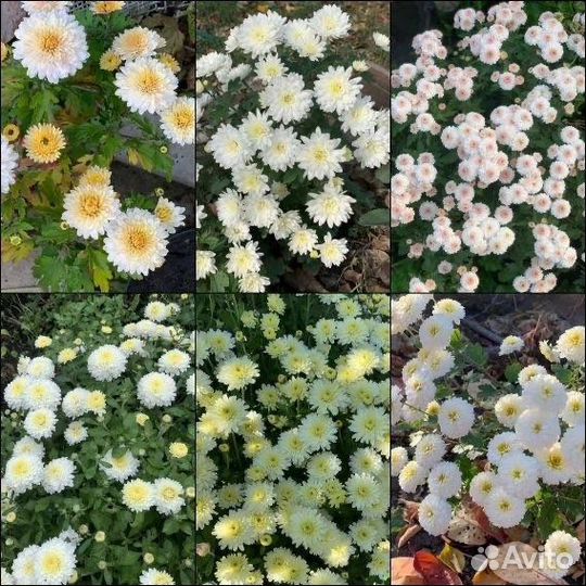 Хризантемы мультфлора / 23 сорта/ лилейники