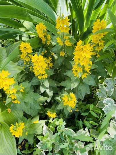 Цветы в сад