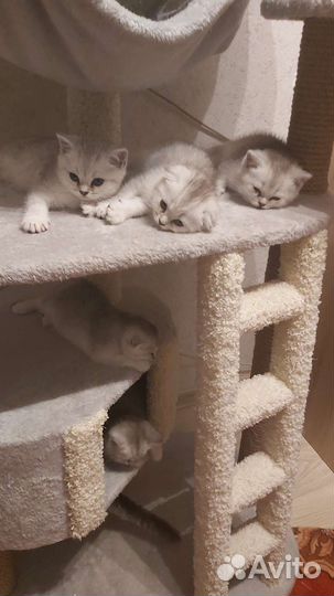 Британские котята