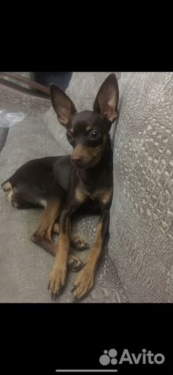 Зооняня для кошек и собак мелких пород