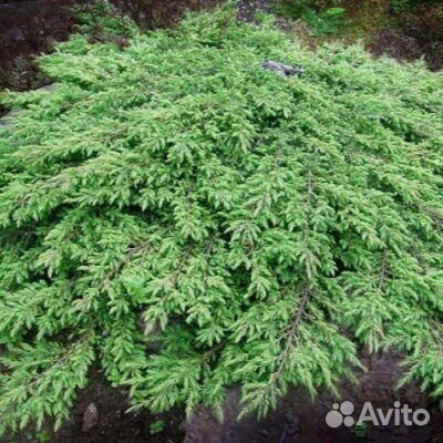 Можжевельник