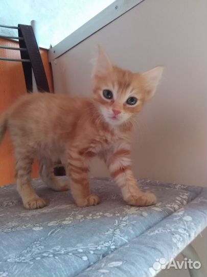 Кошки в добрые руки