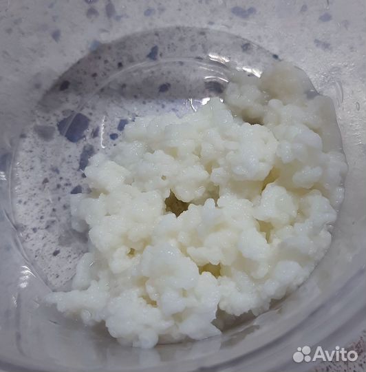 Молочный гриб