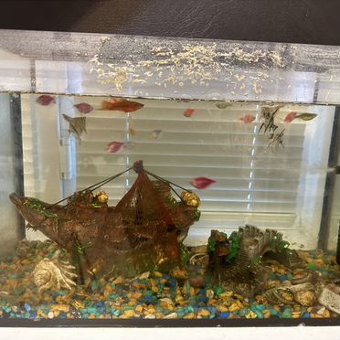 Аквариум с рыбками