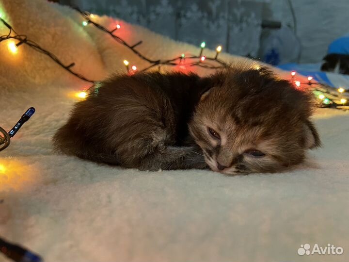 Котята в добрые руки даром