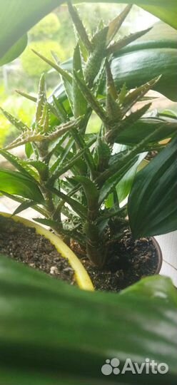 Алоэ листья. Алоэ мини