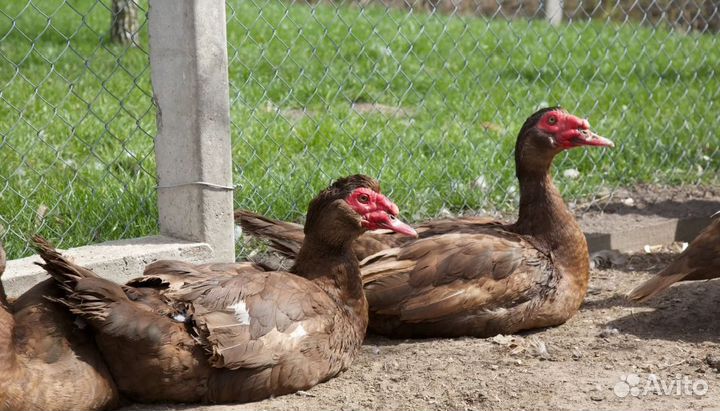 Мускусные утки тяжелые линии