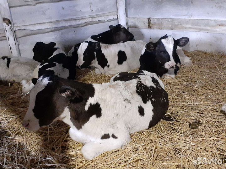 Бычки Тихореч