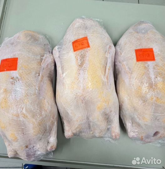Мясо утки муллард