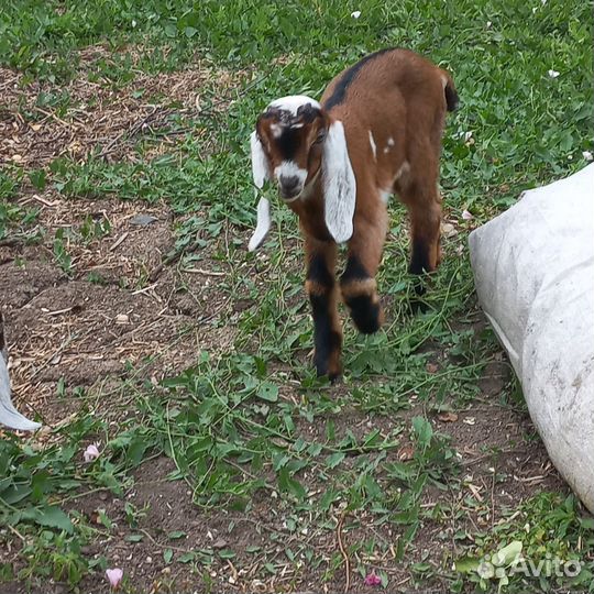 Англо нубийские козы