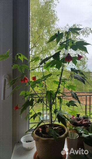 Клен комнатный абутилон