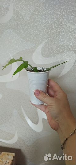 Переския,Эпифиллум Марниера (Суккуленты)