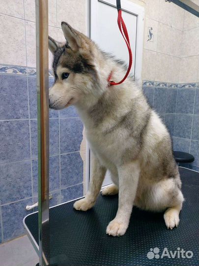 Стрижка собак и кошек