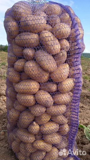 Продам картофель оптом