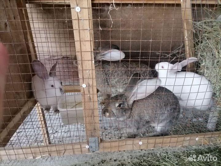 Кролики обмен