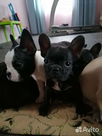 Французский бульдог щенки