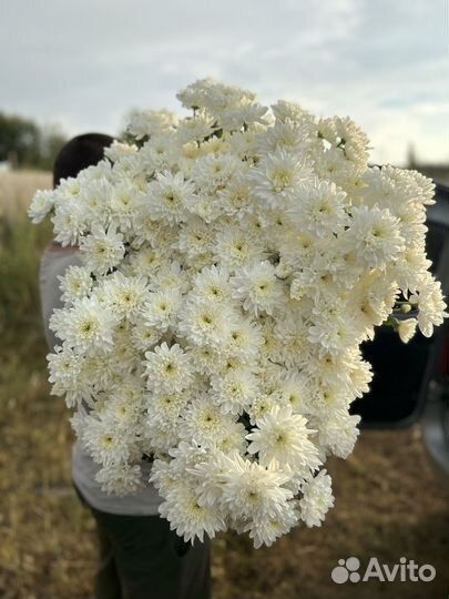 Хризантема