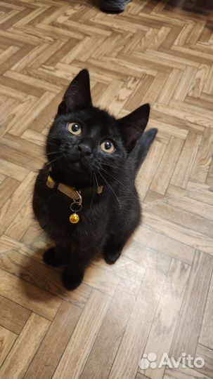 Русская кошка