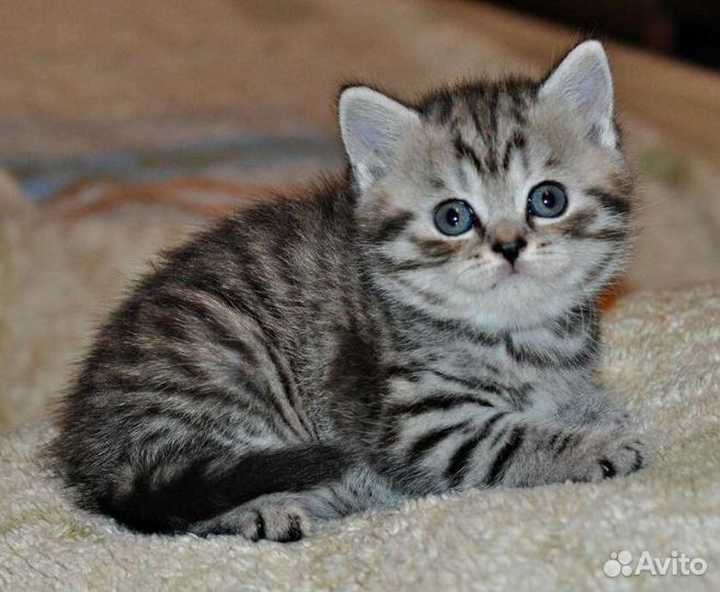 Очаровашки