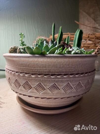 Композиция из суккулентов