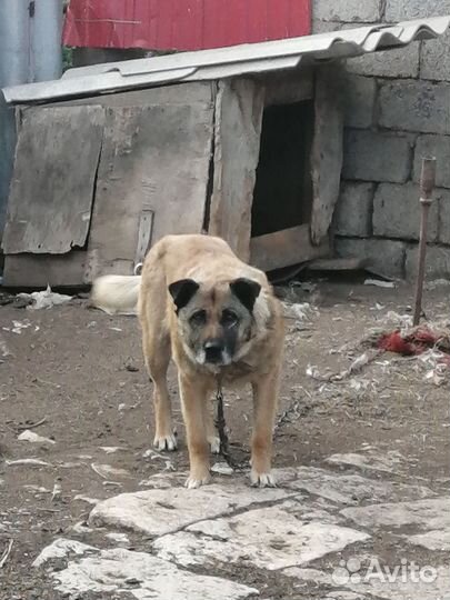 Щенки немецкой овчарки