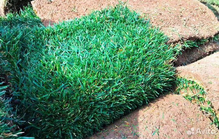 Рулонный газон с укладкой и гарантией