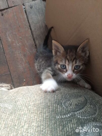 Кошка в дар