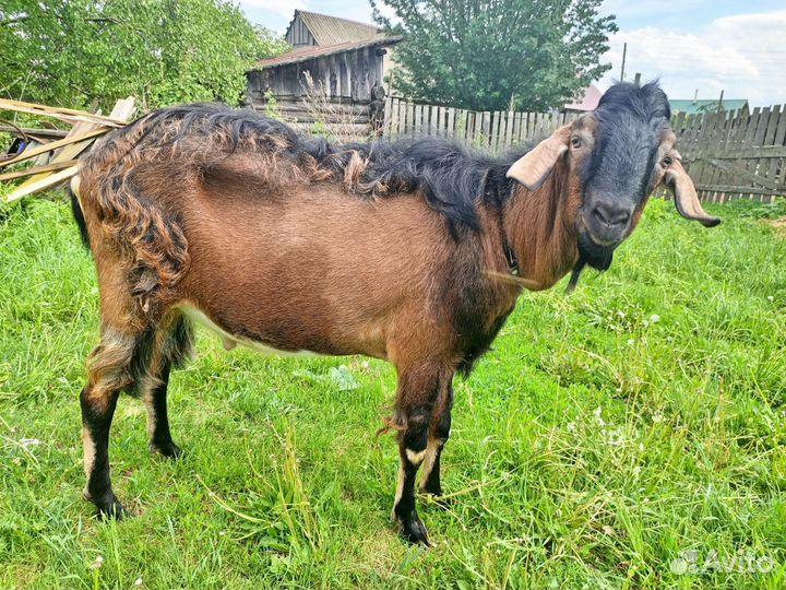 Козел альпийский