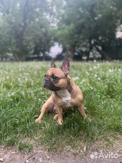 Французский бульдог для фотосессии