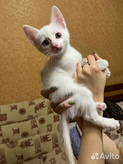 Котенок