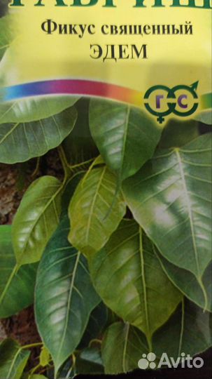 Фикус священный эдем 5шт