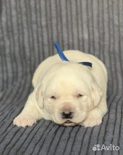 Щенки лабрадора