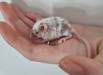 Сатиновая декоративная мышь