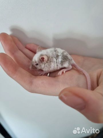 Сатиновая декоративная мышь объявление продам