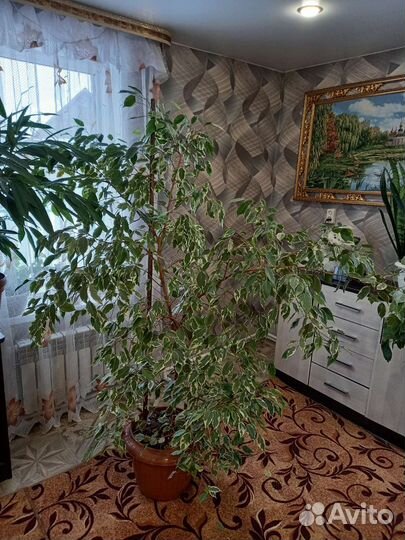 Фикус бенджамина большой