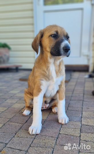 Щенок в добрые руки