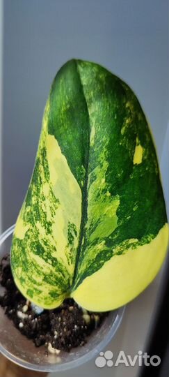 Сциндаптус жаде сатин вар