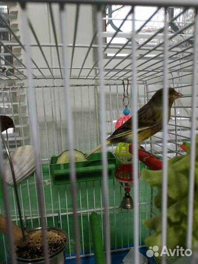 Канарейка- самки