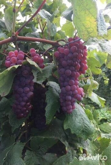 Черенки винограда