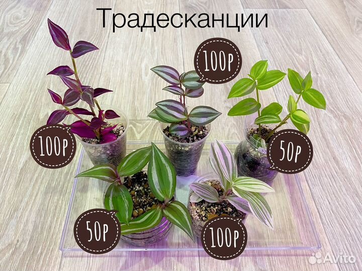 Комнатные растения разные