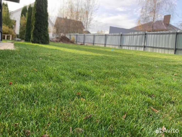 Рулонный газон /продажа/укладка