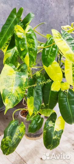 Филодендрон Бурле Макс вариегатный