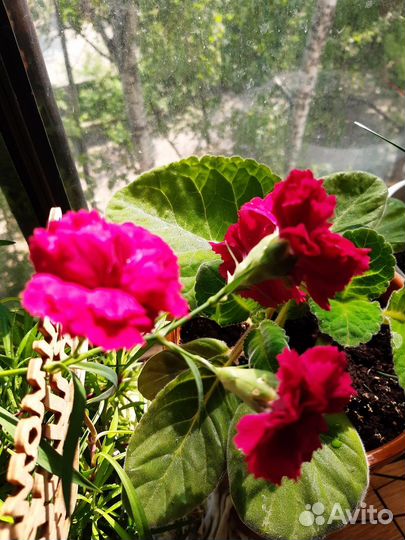 Гвоздика ампельная комнатная горшечная