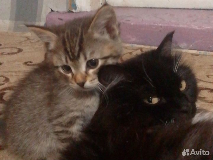 Котята бесплатно