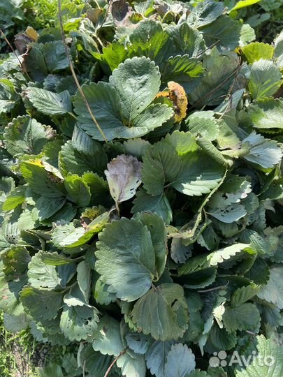 Рассада клубники сорт Азия