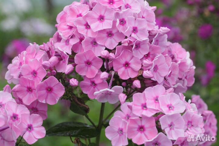 Многолетнее